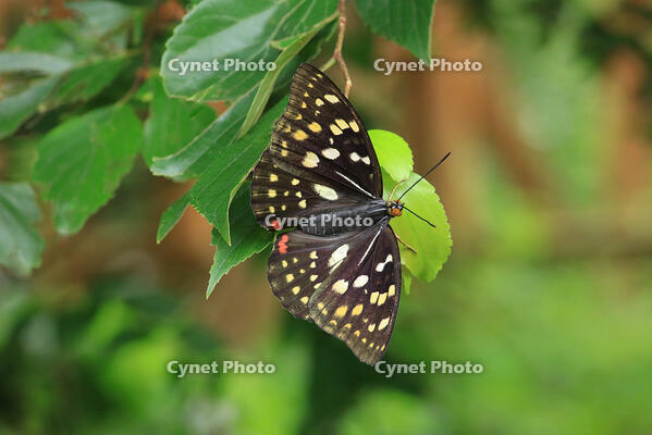 オオムラサキ　メス [XIB110021065]