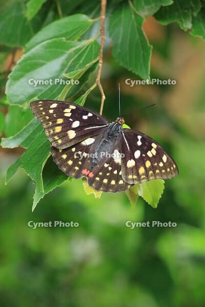 オオムラサキ　メス [XIB110021066]