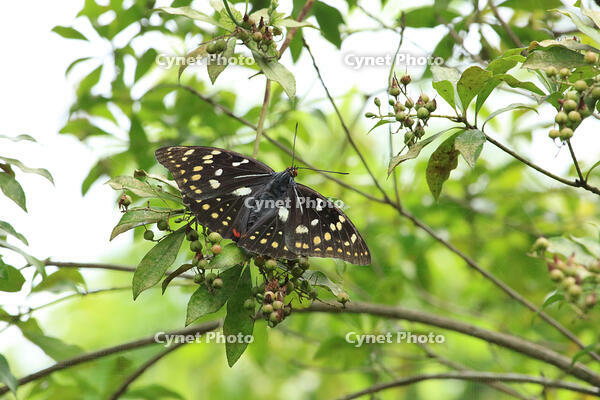 オオムラサキ　メス [XIB110021067]