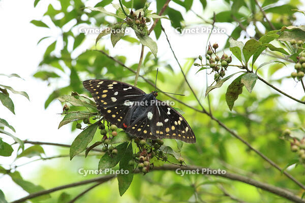 オオムラサキ　メス [XIB110021068]