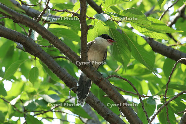 オナガ [XIB110021069]