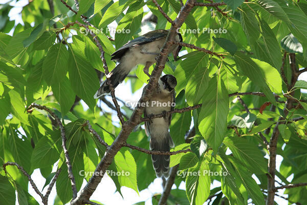 オナガ [XIB110021070]