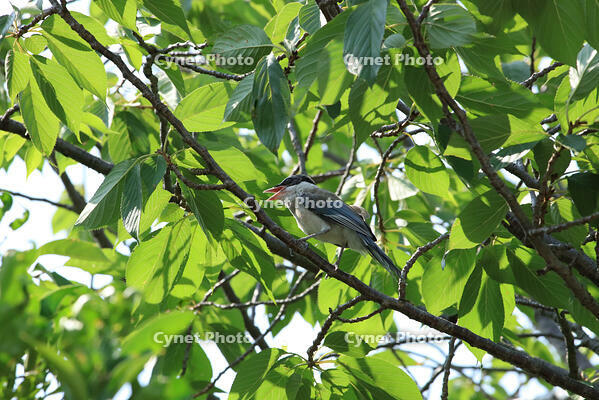 オナガ [XIB110021071]