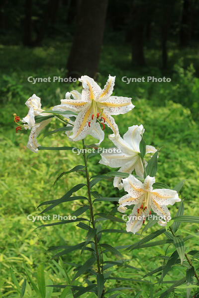 ヤマユリ [XIB110021072]