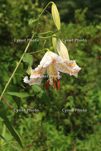 ヤマユリ [XIB110021073]