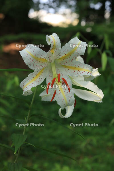 ヤマユリ [XIB110021075]