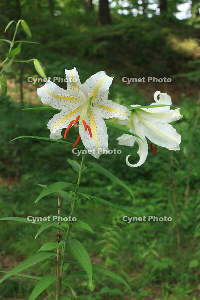 ヤマユリ [XIB110021076]