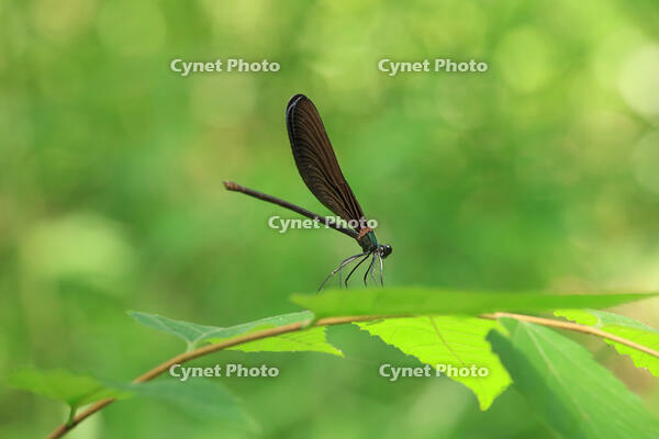 ハグロトンボ [XIB110021077]