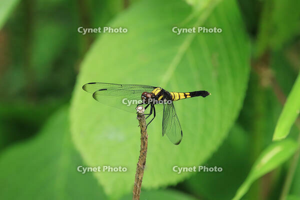 オオシオカラトンボ　 [XIB110021078]