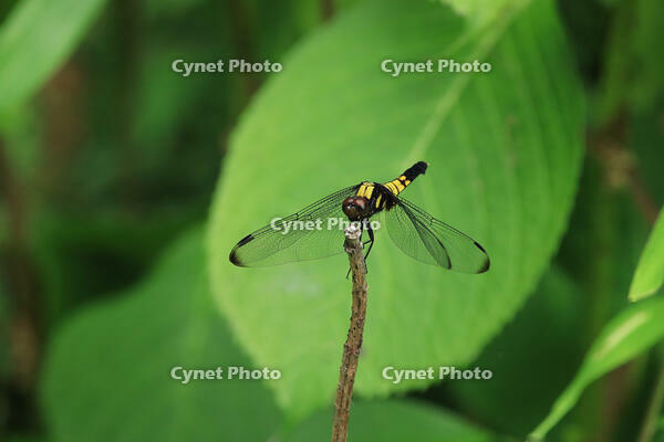 オオシオカラトンボ　 [XIB110021079]