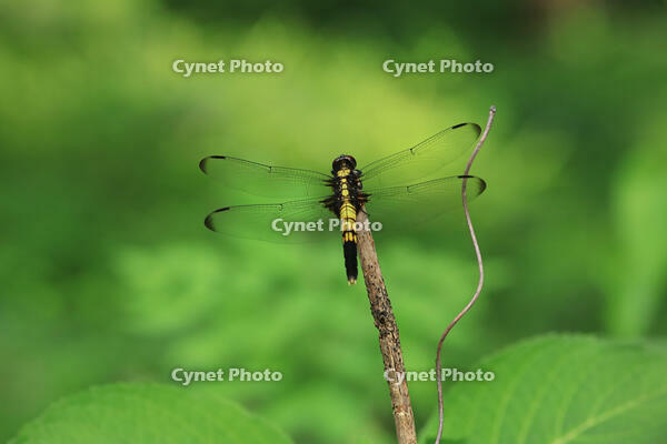 オオシオカラトンボ　 [XIB110021080]