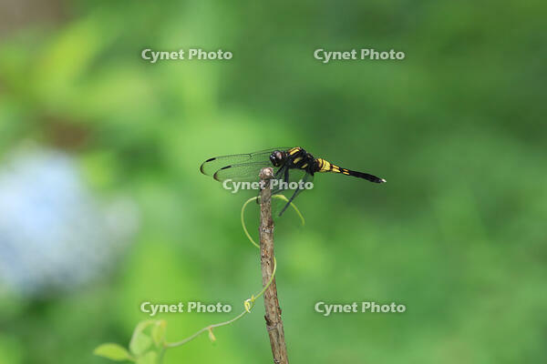 オオシオカラトンボ　 [XIB110021081]