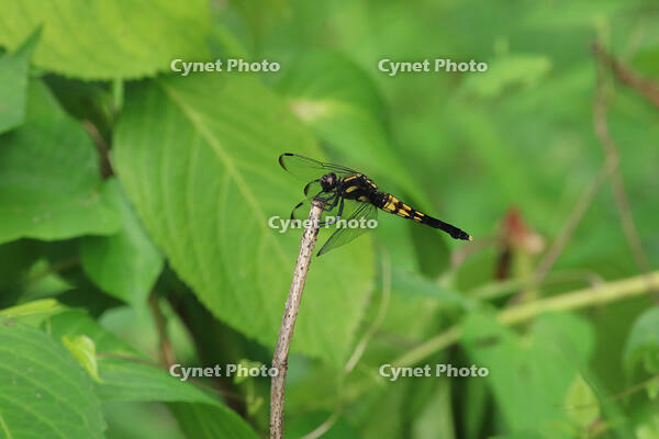 オオシオカラトンボ　 [XIB110021082]