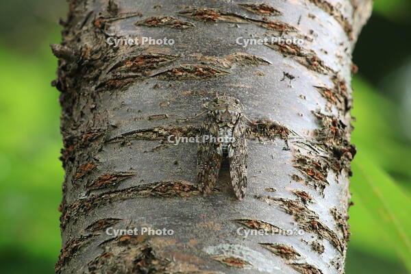 ニイニイゼミ [XIB110021083]