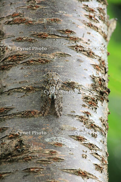 ニイニイゼミ [XIB110021084]