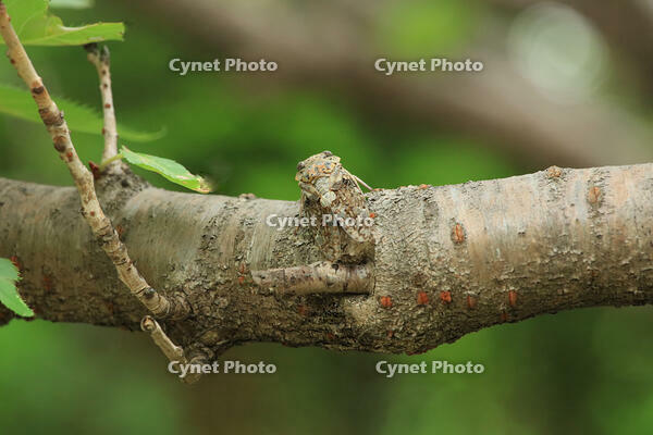 ニイニイゼミ [XIB110021085]