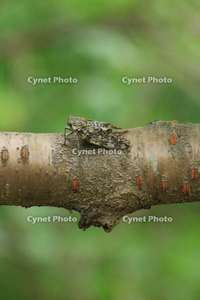 ニイニイゼミ [XIB110021086]