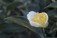 茶の花 [XJC110009187]