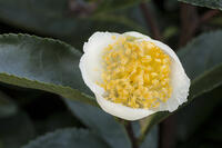 茶の花 [XJC110009188]