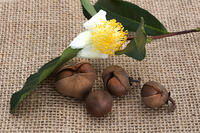 茶の実 [XJC110009189]