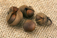 茶の実 [XJC110009190]