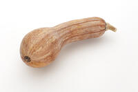 ツルクヒ?カホ?チャ [XJC110009193]