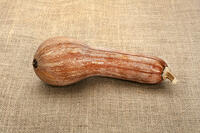 ツルクヒ?カホ?チャ [XJC110009201]