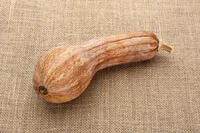 ツルクヒ?カホ?チャ [XJC110009202]