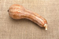 ツルクヒ?カホ?チャ [XJC110009203]