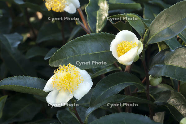 茶の花 [XJC110009185]