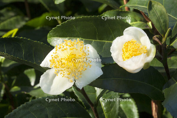 茶の花 [XJC110009186]