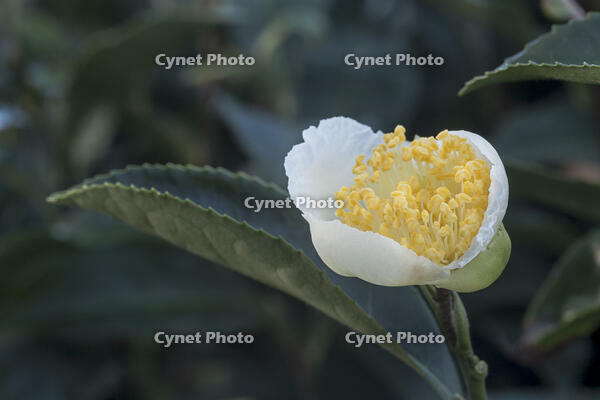 茶の花 [XJC110009187]
