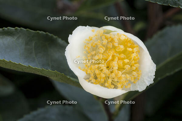 茶の花 [XJC110009188]