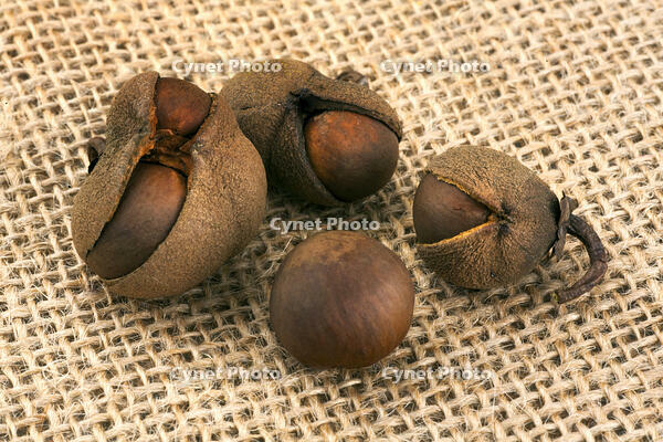 茶の実 [XJC110009190]