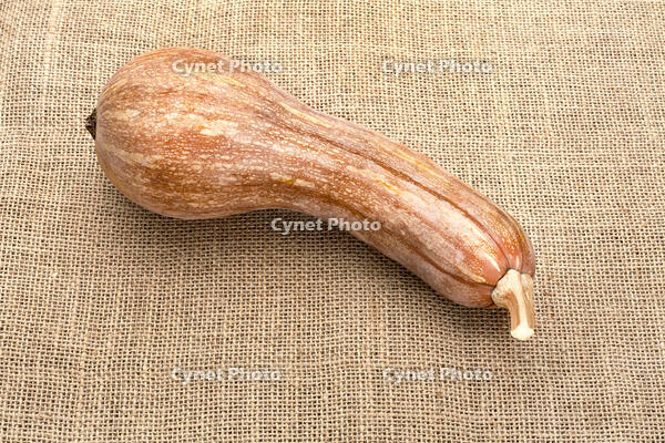 ツルクヒ?カホ?チャ [XJC110009203]