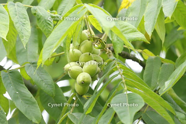 胡桃の房 [SKP110023093]