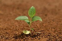 リンゴ　実生苗 [XJU110005069]