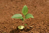 リンゴ　実生苗 [XJU110005071]