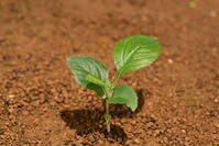 リンゴ　実生苗 [XJU110005072]