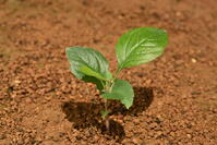 リンゴ　実生苗 [XJU110005073]