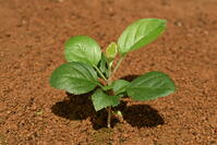 リンゴ　実生苗 [XJU110005075]