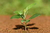 リンゴ　実生苗 [XJU110005076]