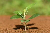 リンゴ　実生苗 [XJU110005077]