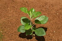 リンゴ　実生苗 [XJU110005079]