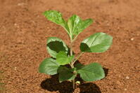 リンゴ　実生苗 [XJU110005080]