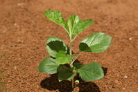 リンゴ　実生苗 [XJU110005081]