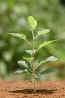 リンゴ　実生苗 [XJU110005083]