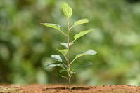 リンゴ　実生苗 [XJU110005084]