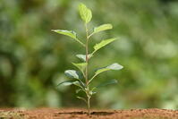 リンゴ　実生苗 [XJU110005085]