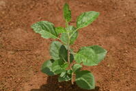 リンゴ　実生苗 [XJU110005086]